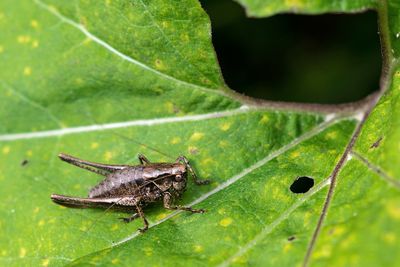 Close-up of insect on leaf