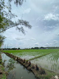 Scenic view of paddy field against sky