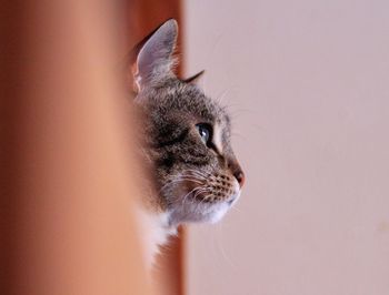 Close-up portrait of cat