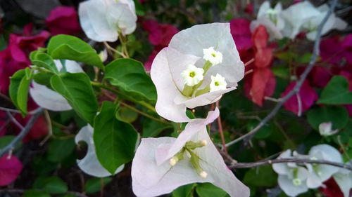 Close-up of white flowering plant