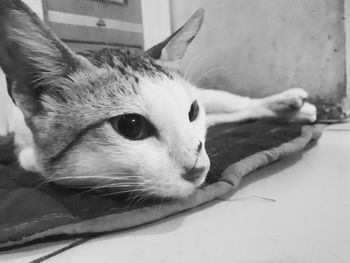 Close-up portrait of cat lying down at home