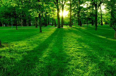 Trees on grassy field in park