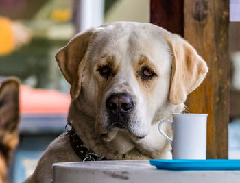 Portrait of labrador retriever by coffee cup at table