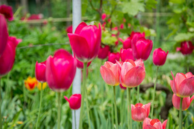 Close-up of pink tulips in field