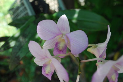 Close-up of pink flowering plant