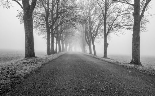 Road amidst trees during foggy weather