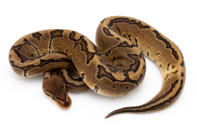 High angle view of snake against white background