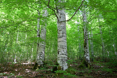 Trees in forest