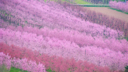 High angle view of pink flowers on field