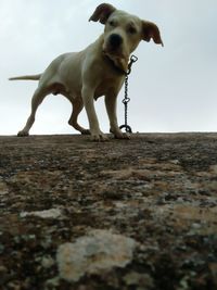 Low angle view of dog against sky