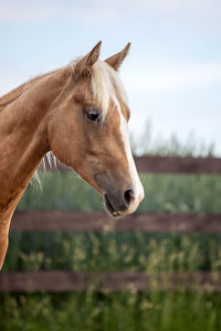 Horse in ranch