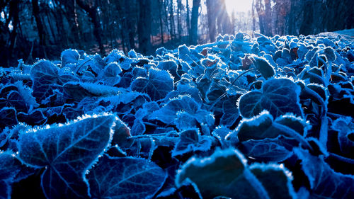 Close-up of frozen trees during winter