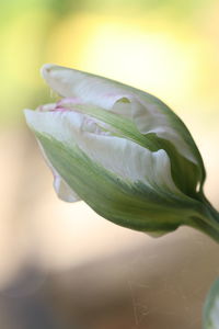 Close-up of rose bud