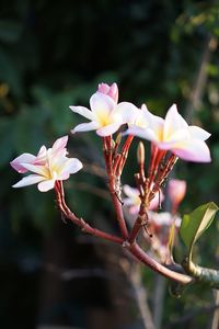 Close-up of pink flowering plant