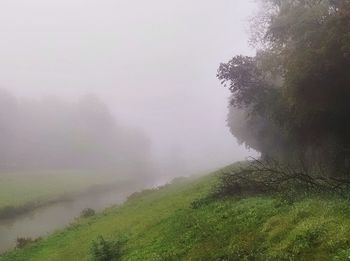 Trees on field against sky during foggy weather