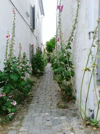 Plants growing by building