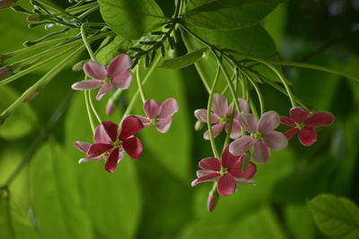 Close-up of pink flowering plant