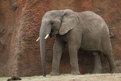 View of elephant in zoo