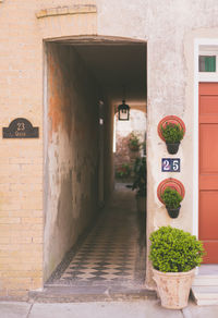 Potted plants on wall of building