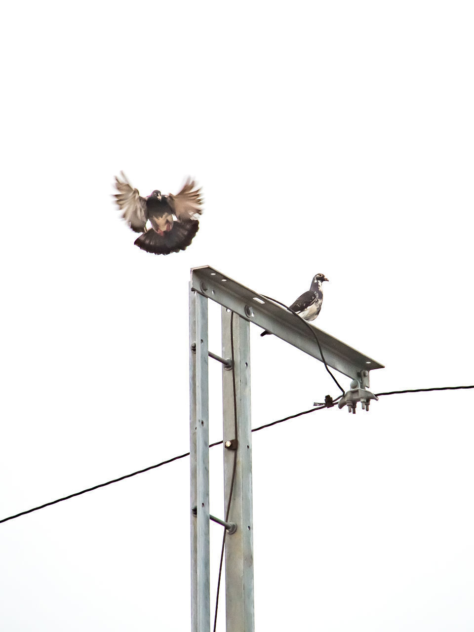 LOW ANGLE VIEW OF BIRD FLYING AGAINST SKY