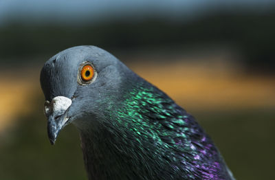 Close-up of bird