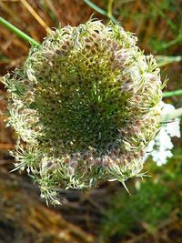 Close-up of flowering plant