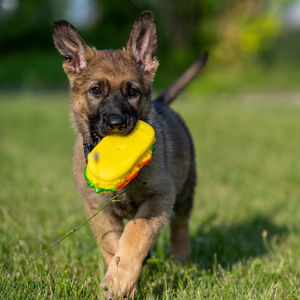 Portrait of dog running on field