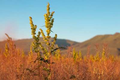 plant