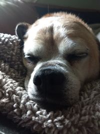 Close-up portrait of a dog sleeping