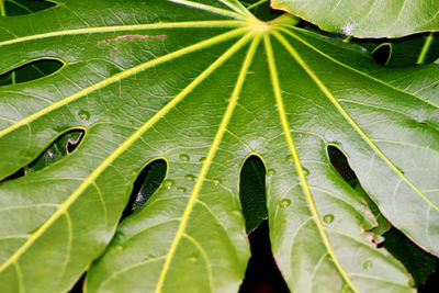 Full frame shot of wet leaves