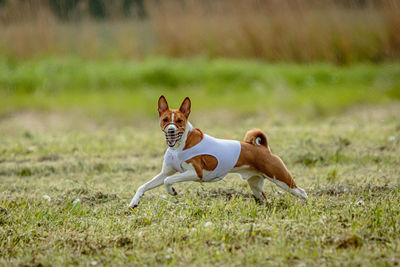 Basenji dog in white shirt running and chasing lure in the field on coursing competition