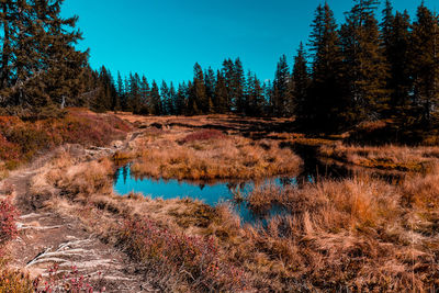 Scenic view of lake in forest against sky