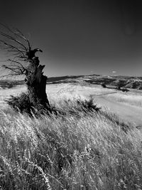 Grass on field against clear sky