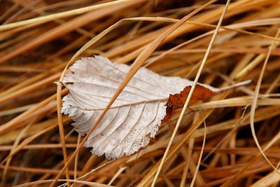 Close-up of dry leaves on snow