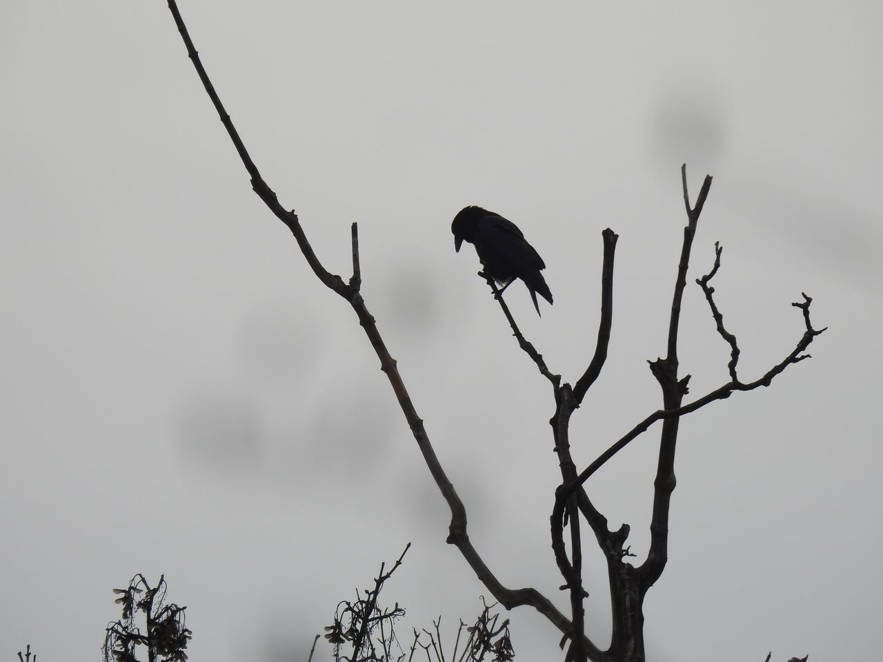 LOW ANGLE VIEW OF BIRD PERCHING ON BARE TREE