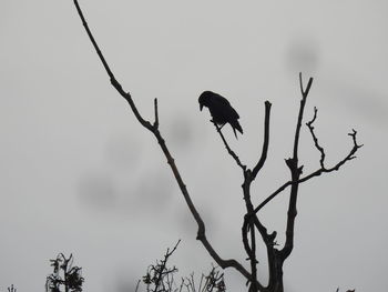 Low angle view of bird perching on tree against sky