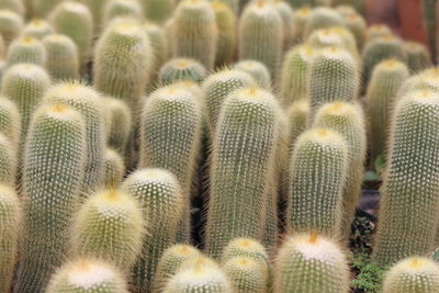 Close-up of cactus