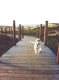 Dog walking on wooden pier
