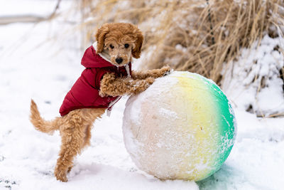 Dog playing with ball in snow