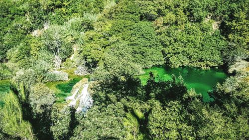 High angle view of river in forest