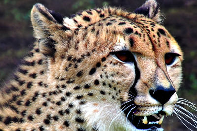 animal
