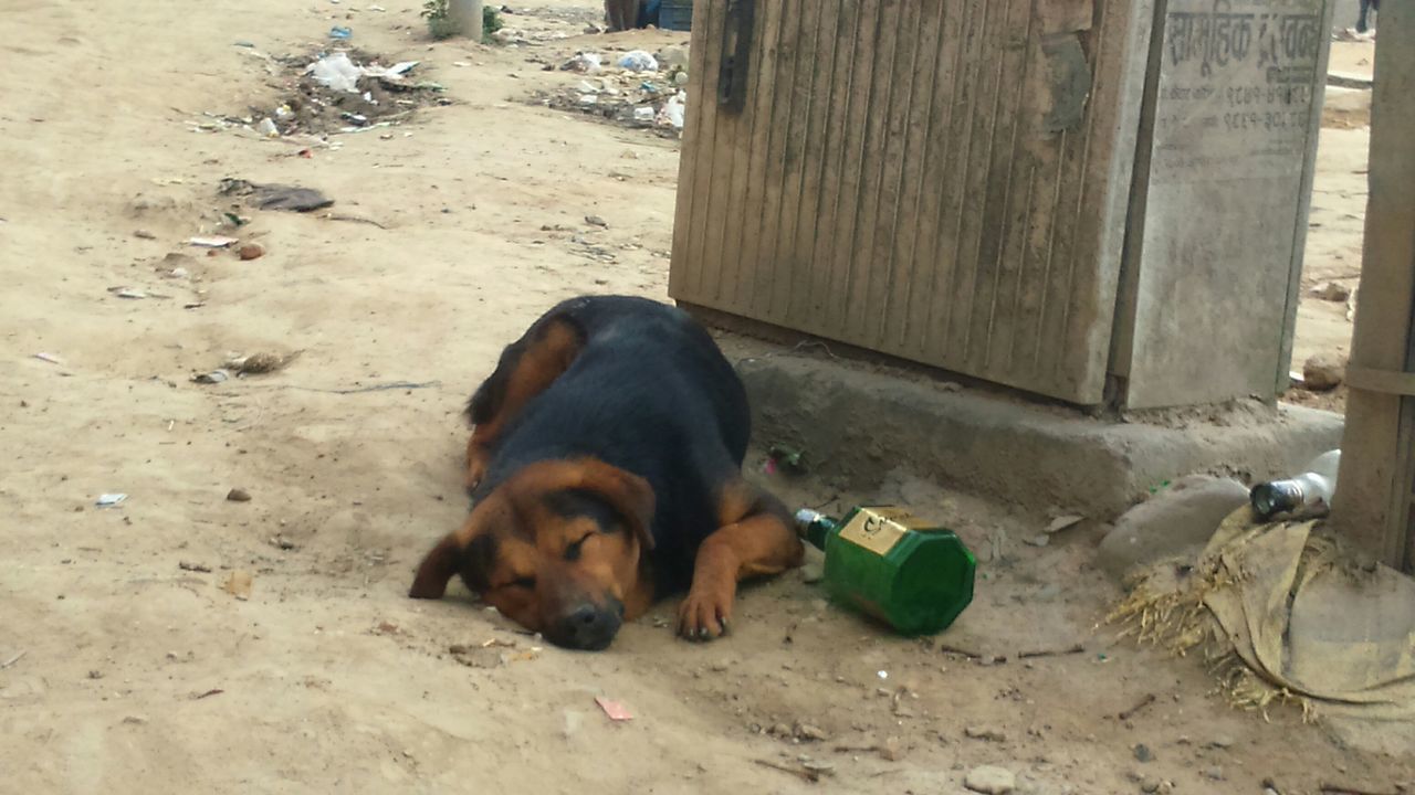 animal themes, mammal, domestic animals, one animal, dog, pets, relaxation, high angle view, lying down, two animals, resting, zoology, day, outdoors, livestock, wood - material, field, wildlife, no people, sleeping