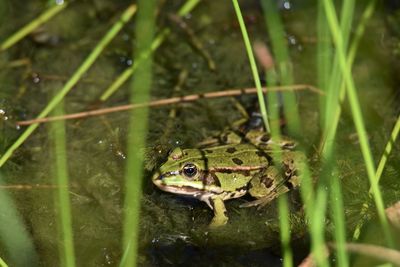 Frog in a lake