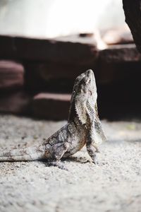 Close-up of lizard on sand at beach