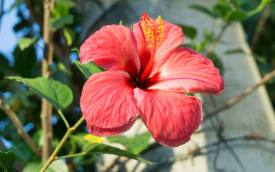 Close-up of red flower blooming outdoors