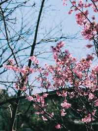 Low angle view of pink flowering tree