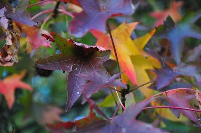 Close-up of maple leaves on plant