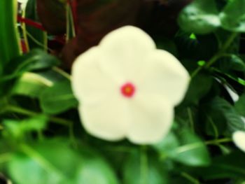 Close-up of white flower blooming outdoors