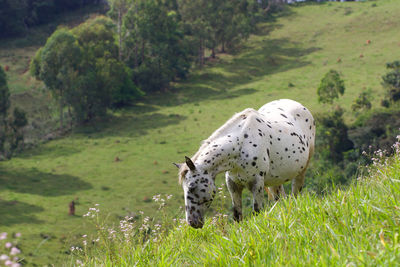 View of a sheep on field