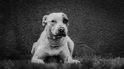 Portrait of dog sitting on field